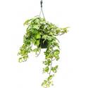 Hedera helix kolibri S hangplant