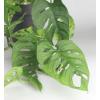 Monstera obliqua XS gatenplant kamerplant