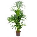 Kentia palm forsteriana pureba hydrocultuur plant