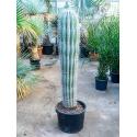 Pachycereus cactus pringlei L kamerplant