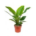 Philodendron imperial green S kamerplant