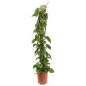 Philodendron scandens mosstok 150 kamerplant