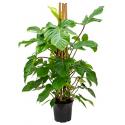 Philodendron squamiferum kamerplant