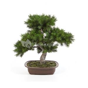 Kunstplant Pinus bonsai M