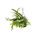 Hertshoornvaren Platycerium Bifurcatum M 50 cm hangplant