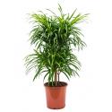 Dracaena Pleomele anita variegata multi M kamerplant