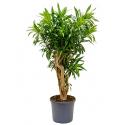 Dracaena Pleomele song of jamaica L kamerplant