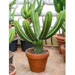 Polaskia cactus chichipe XXL kamerplant