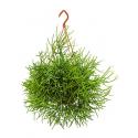 Rhipsalis heteroclada M hangplant