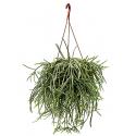 Rhipsalis horrida M hangplant