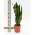 Sansevieria coral black M kamerplant