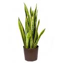 Sansevieria laurentii M hydrocultuur plant