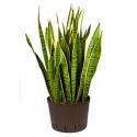 Sansevieria laurentii XL hydrocultuur plant