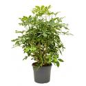 Schefflera arboricola vertakt S kamerplant