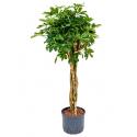 Schefflera arboricola gevlochten S hydrocultuur plant