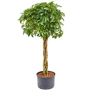 Schefflera arboricola gevlochten M hydrocultuur plant