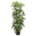 Schefflera gold capella 4pp hydrocultuur plant