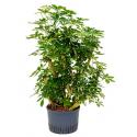 Schefflera gold capella vertakt M hydrocultuur plant