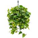 Scindapsus epipremnum aureum S hangplant