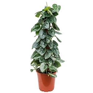 Scindapsus epipremnum pictus silvery ann mosstok 60 kamerplant