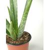 Aloe vera barbadensis XS kamerplant