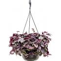 Tradescantia zebrina purple hangplant