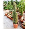 Trichocereus cactus pachanoi M kamerplant