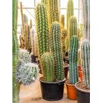 Trichocereus cactus terschechii trio kamerplant