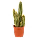 Vatricania cactus guentheri M kamerplant