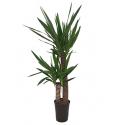 Yucca duo hydrocultuur plant