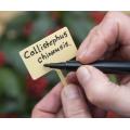 Plaatetiketten met tuinstift