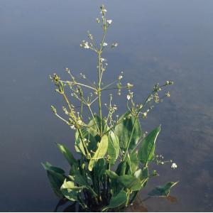 Grote waterweegbree (Alisma plantago-aquatica) moerasplant (6-stuks)