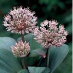 Sierui (Allium karataviense) moerasplant