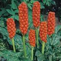 Italiaanse aronskelk (Arum Italicum) moerasplant (6-stuks)