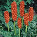 Italiaanse aronskelk (Arum Italicum) moerasplant