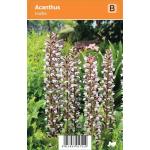 Akant (acanthus mollis) zomerbloeier