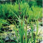 Oeverzegge (Carex riparia) moerasplant