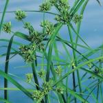 Parapluplant (Cyperus alternifolius) moerasplant