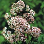 Schildblad (Darmera peltata) moerasplant