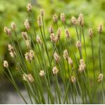 Gewone waterbies (Eleocharis palustris) moerasplant