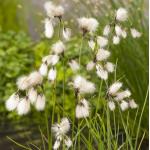 Veenpluis (Eriophorum angustifolium) moerasplant