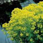 Moeraswolfsmelk (Euphorbia palustris) moerasplant