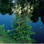 Moerasspirea (Filipendula ulmaria) moerasplant