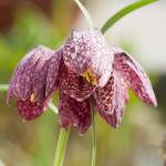 Kievitsbloem (Fritillaria meleagris) moerasplant
