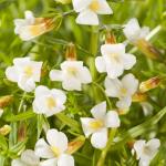 Genadekruid (Gratiola officinalis) moerasplant
