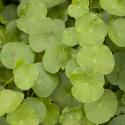 Gewone waternavel (Hydrocotyle vulgaris) zuurstofplant (6-stuks)