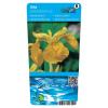 Gele iris (Iris pseudacorus) moerasplant (6-stuks)