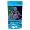 Siberische iris (Iris Sibirica) moerasplant (6-stuks)