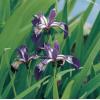Amerikaanse iris (Iris versicolor) moerasplant (6-stuks)