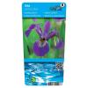 Amerikaanse iris (Iris versicolor) moerasplant (6-stuks)